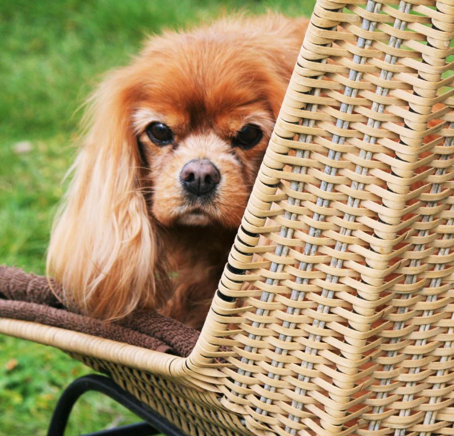 CAVALIER KING CHARLES SPANIEL ZU
